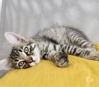 Angers - Angers — Don gratuit de 5 chatons européens (3 mâles et 2 femelles)