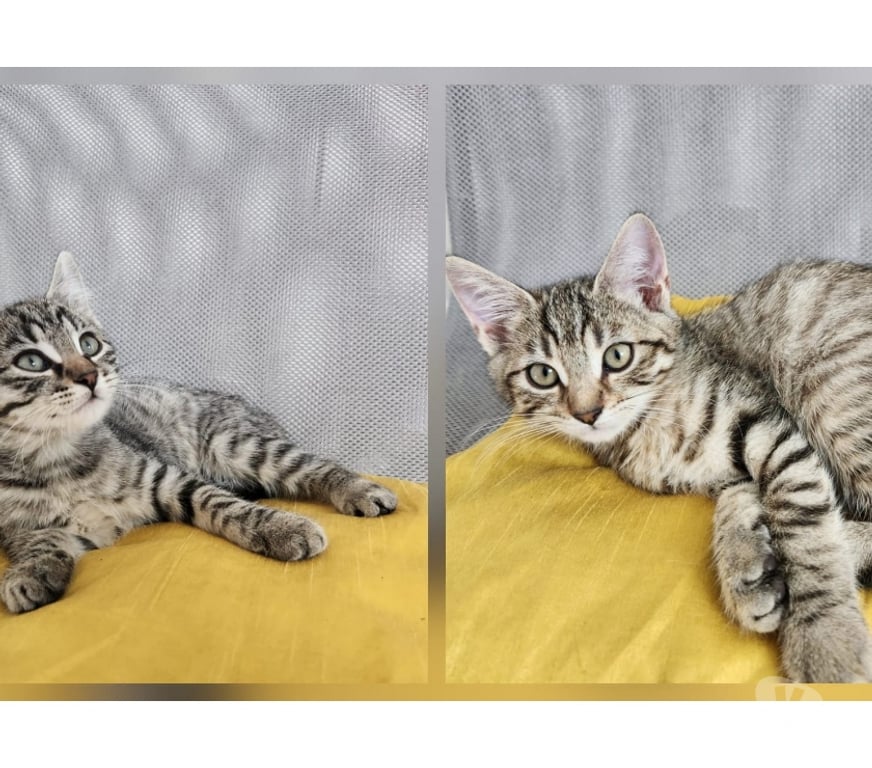 Don animaux Maine-et-Loire Angers - Photos Vivastreet Don gratuit de 5 chatons européens (3 mâles et 2 femelles)