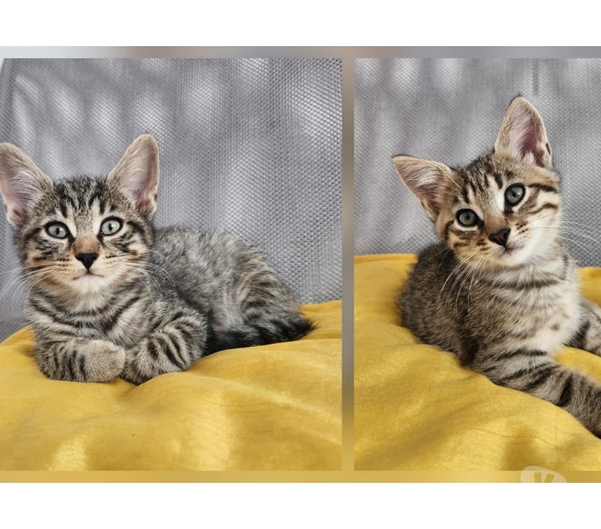 Don animaux Maine-et-Loire Angers - Photos Vivastreet Don gratuit de 5 chatons européens (3 mâles et 2 femelles)