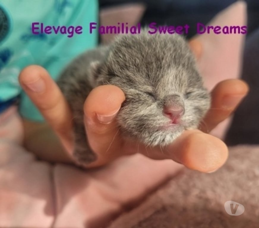 Vente Moselle Metz - Photos Vivastreet 2 chatons british shorthair bleus LOOF elevage familial Noel