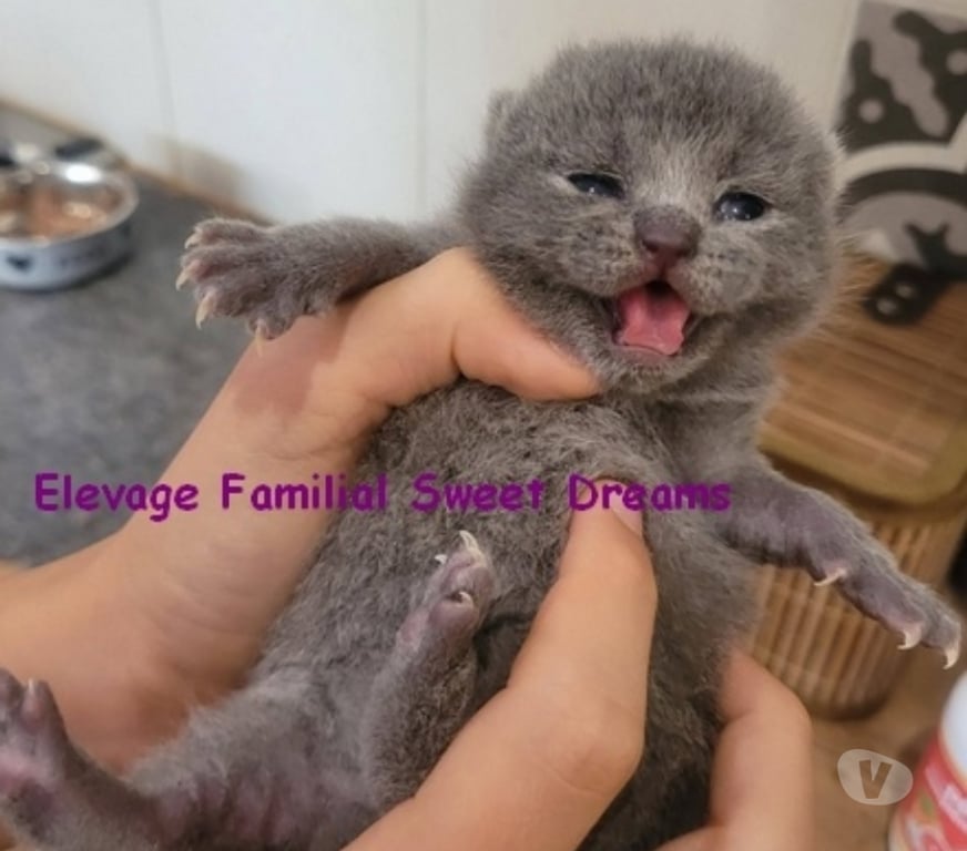 Vente Moselle Metz - Photos Vivastreet 2 chatons british shorthair bleus LOOF elevage familial Noel