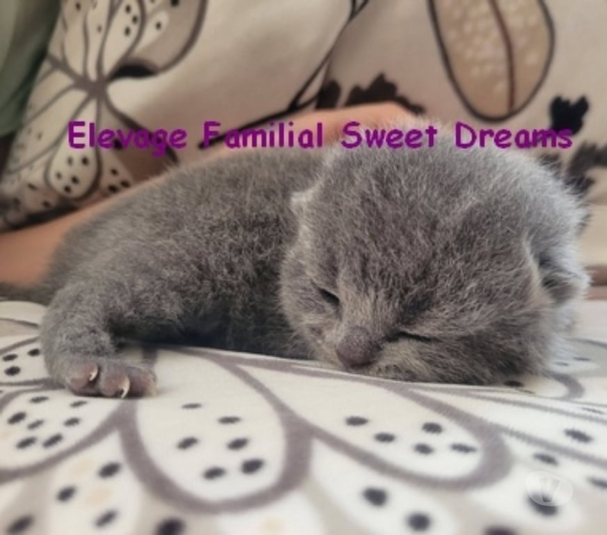 Vente Moselle Metz - Photos Vivastreet 2 chatons british shorthair bleus LOOF elevage familial Noel