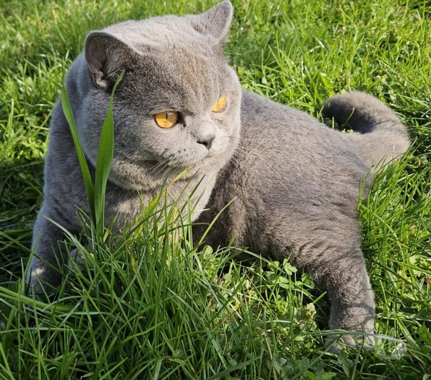 Services, accessoires animaux Meurthe-et-Moselle Nancy - Photos Vivastreet Propose mâle british shorthair bleu LOOF elevage fam sailli