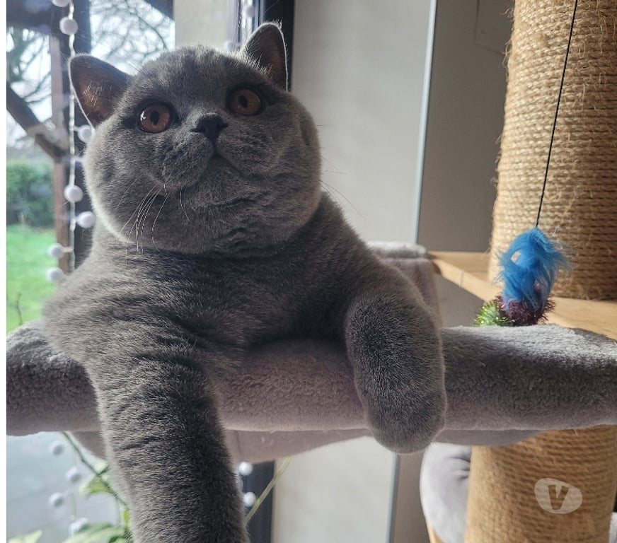 Services, accessoires animaux Meurthe-et-Moselle Nancy - Photos Vivastreet Propose mâle british shorthair bleu LOOF elevage fam sailli