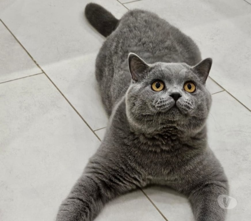 Services, accessoires animaux Meurthe-et-Moselle Nancy - Photos Vivastreet Propose mâle british shorthair bleu LOOF elevage fam sailli