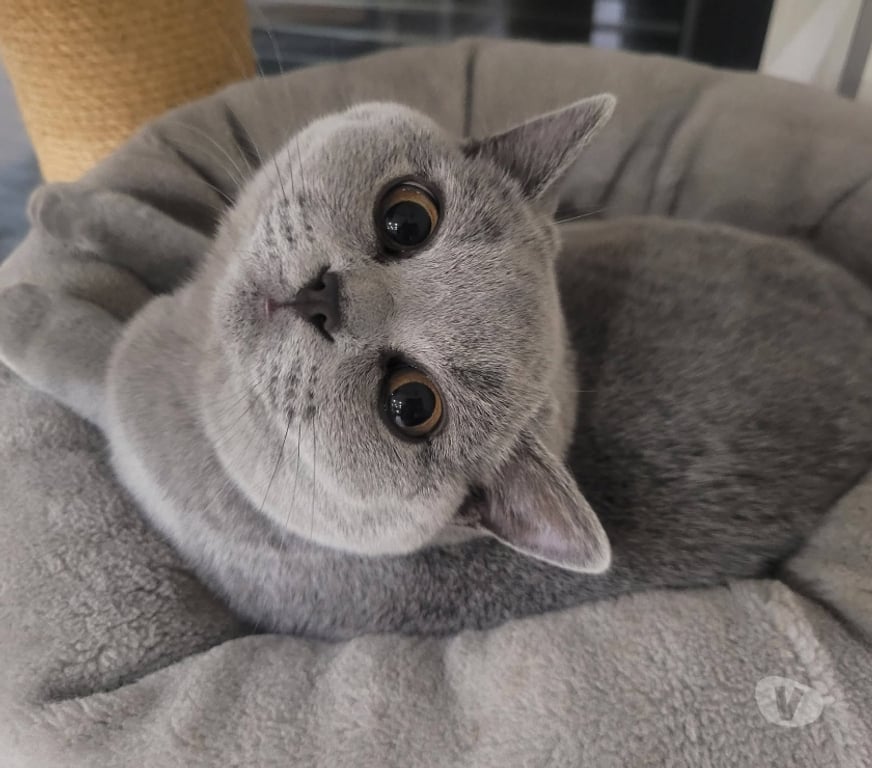 Services, accessoires animaux Moselle Metz - Photos Vivastreet Cherche mâle british shorthair LOOF pour saillies