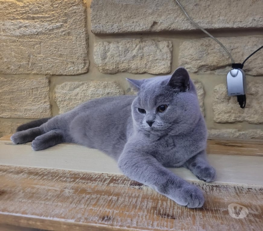 Services, accessoires animaux Moselle Metz - Photos Vivastreet Cherche mâle british shorthair LOOF pour saillies