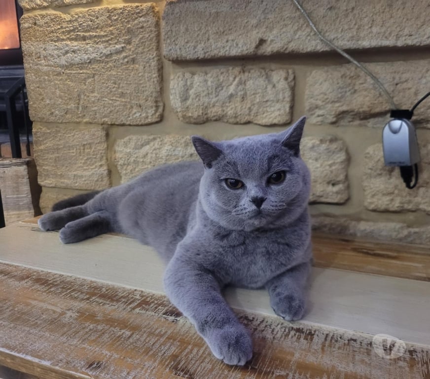 Services, accessoires animaux Moselle Metz - Photos Vivastreet Cherche mâle british shorthair LOOF pour saillies