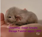 Thionville - Thionville — Nouveau-né chinchilla chocolat homozygote (rare) réserver