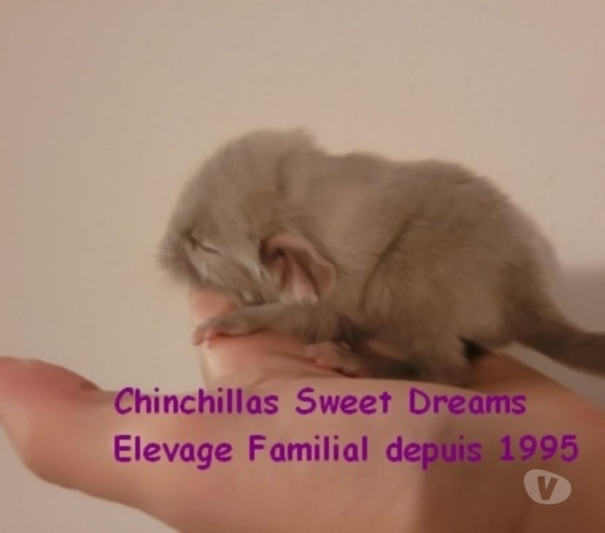 Vente Moselle Thionville - Photos Vivastreet Nouveau-né chinchilla chocolat homozygote (rare) réserver