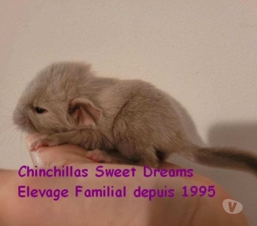 Vente Moselle Thionville - Photos Vivastreet Nouveau-né chinchilla chocolat homozygote (rare) réserver