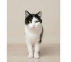 Villalbe - Carcassonne — Felix chat adorable et tres calin cherche famille a adopter
