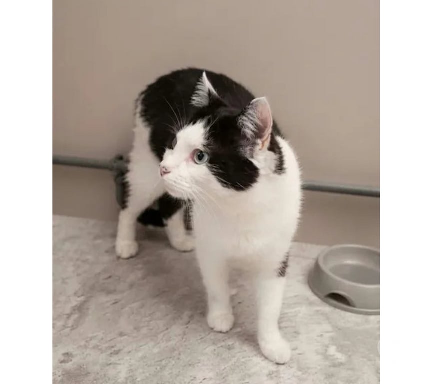 Don animaux Aude Carcassonne - Photos Vivastreet Felix chat adorable et tres calin cherche famille a adopter
