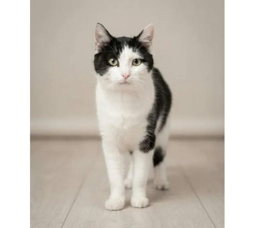 Don animaux Aude Carcassonne - Photos Vivastreet Felix chat adorable et tres calin cherche famille a adopter
