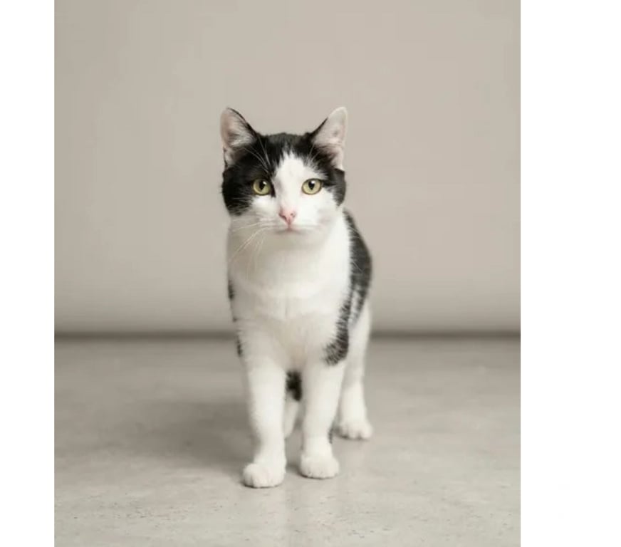 Don animaux Aude Carcassonne - Photos Vivastreet Felix chat adorable et tres calin cherche famille a adopter