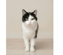 Photos Vivastreet Felix chat adorable et tres calin cherche famille a adopter