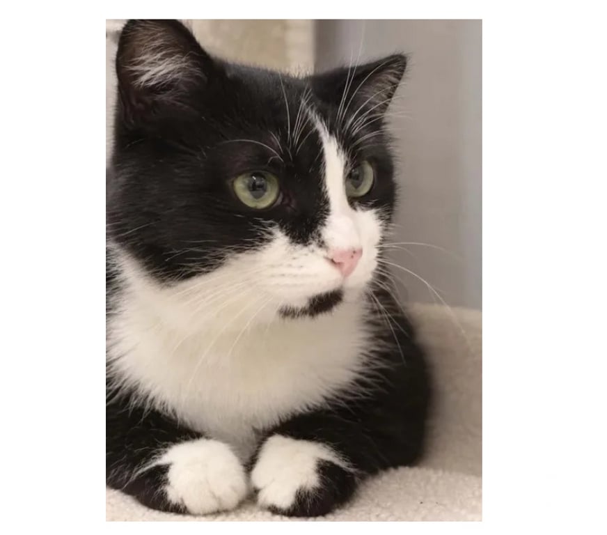 Don animaux Aude Carcassonne - Photos Vivastreet Ninouche chatte 1 an gentille cherche famille