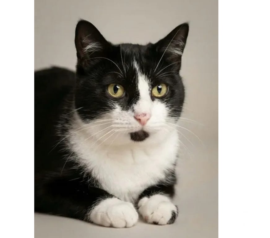 Don animaux Aude Carcassonne - Photos Vivastreet Ninouche chatte 1 an gentille cherche famille