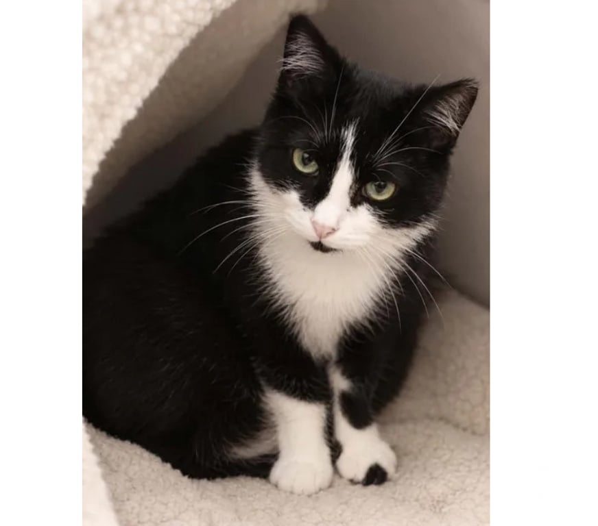 Don animaux Aude Carcassonne - Photos Vivastreet Ninouche chatte 1 an gentille cherche famille