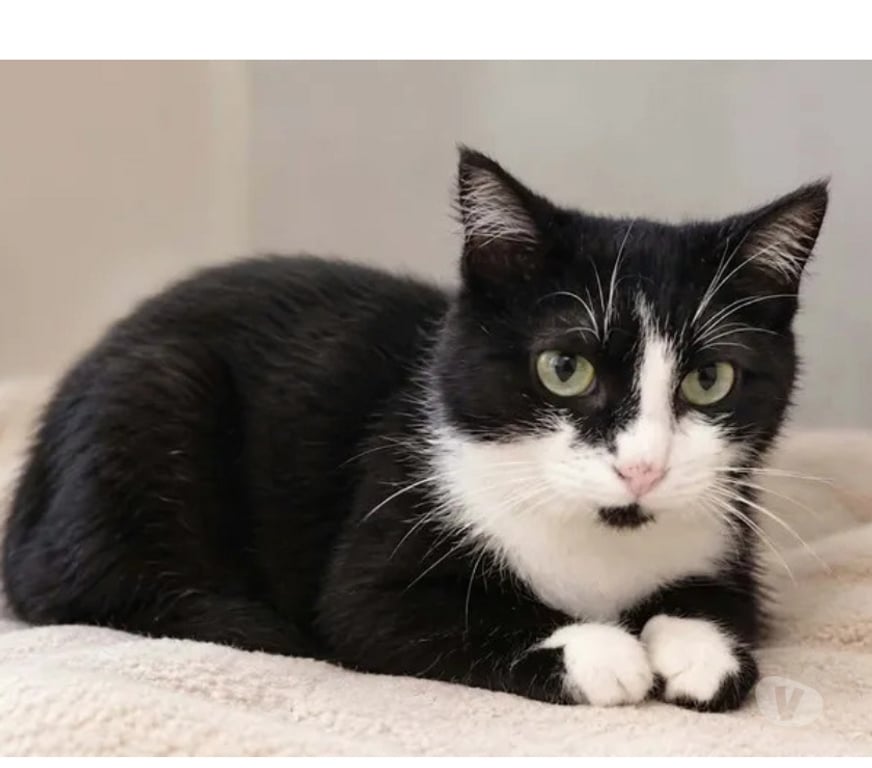 Don animaux Aude Carcassonne - Photos Vivastreet Ninouche chatte 1 an gentille cherche famille
