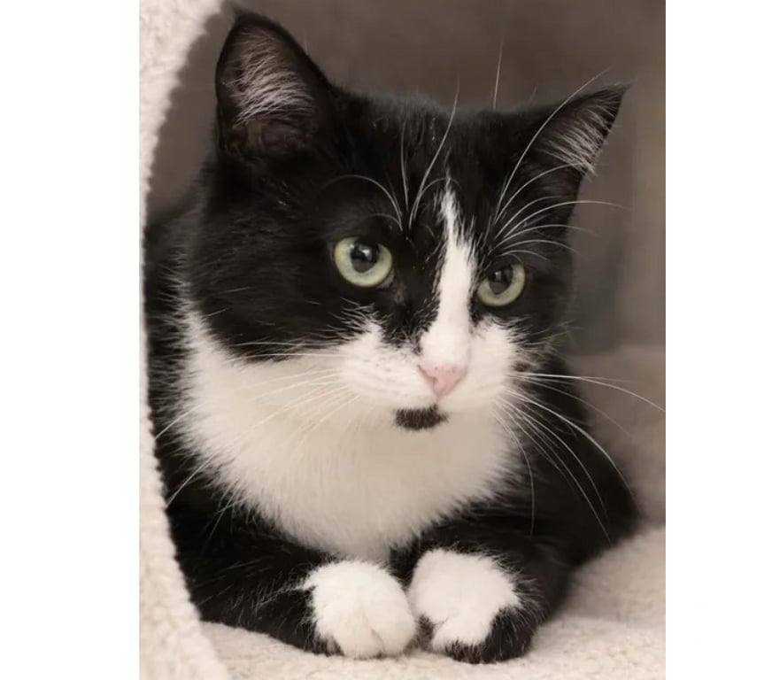 Don animaux Aude Carcassonne - Photos Vivastreet Ninouche chatte 1 an gentille cherche famille