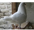 Bagneaux sur Loing - Seine-et-Marne — Pigeons de chair