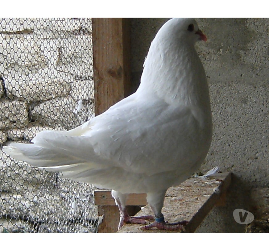 Vente Seine-et-Marne Bagneaux sur Loing - 77167 - Photos Vivastreet Pigeons de chair