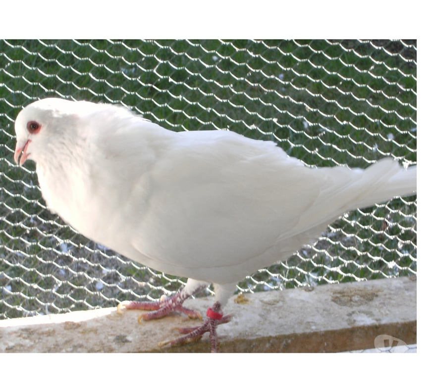 Vente Seine-et-Marne Bagneaux sur Loing - 77167 - Photos Vivastreet Pigeons de chair
