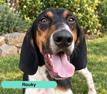 Photos Vivastreet Rouky, anglo français à adopter