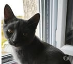 St Romain de Lerps - Ardèche — Chat MEWTOO à  l adoption
