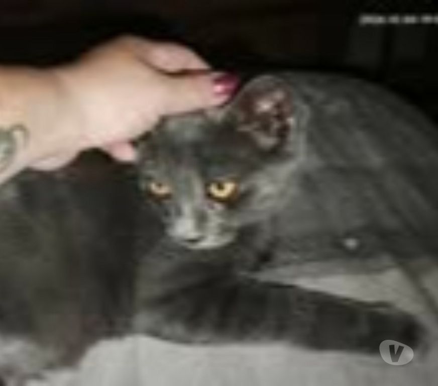 Don animaux Ardèche St Romain de Lerps - 07130 - Photos Vivastreet Chat MEWTOO à l adoption