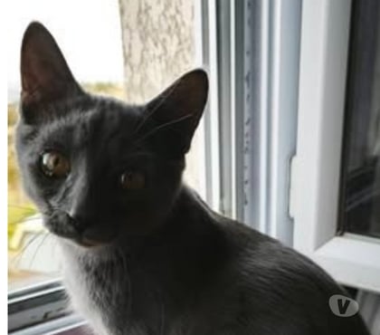 Adoption animaux St Romain de Lerps Ardèche - Photos Vivastreet Chat MEWTOO à l adoption