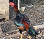 Brive la Gaillarde - Corrèze — Coq turc et oshamo turc