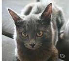 St Romain de Lerps - Ardèche — Chat BLITZ à l adoption
