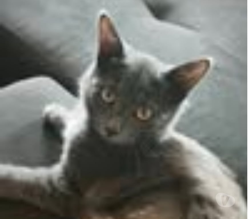 Don animaux Ardèche St Romain de Lerps - 07130 - Photos Vivastreet Chat BLITZ à l adoption