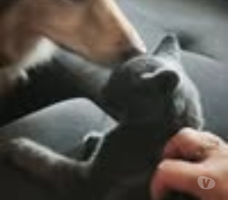 Don animaux Ardèche St Romain de Lerps - 07130 - Photos Vivastreet Chat BLITZ à l adoption