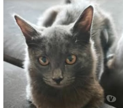 Don animaux St Romain de Lerps Ardèche - Photos Vivastreet Chat BLITZ à l adoption