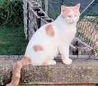 Lemps - Drôme — Chat FILOU à l adoption