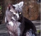 Malaucene - Vaucluse — Chat CALINE à l adoption