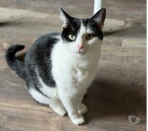 Photos Vivastreet Chat MYSTIE à l adoption