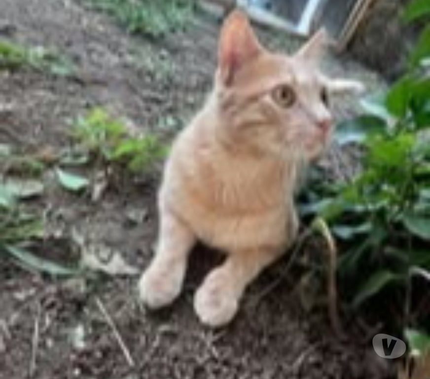 Don animaux Drôme Chateauneuf sur Isere - 26300 - Photos Vivastreet Chat CARAMEL à l adoption