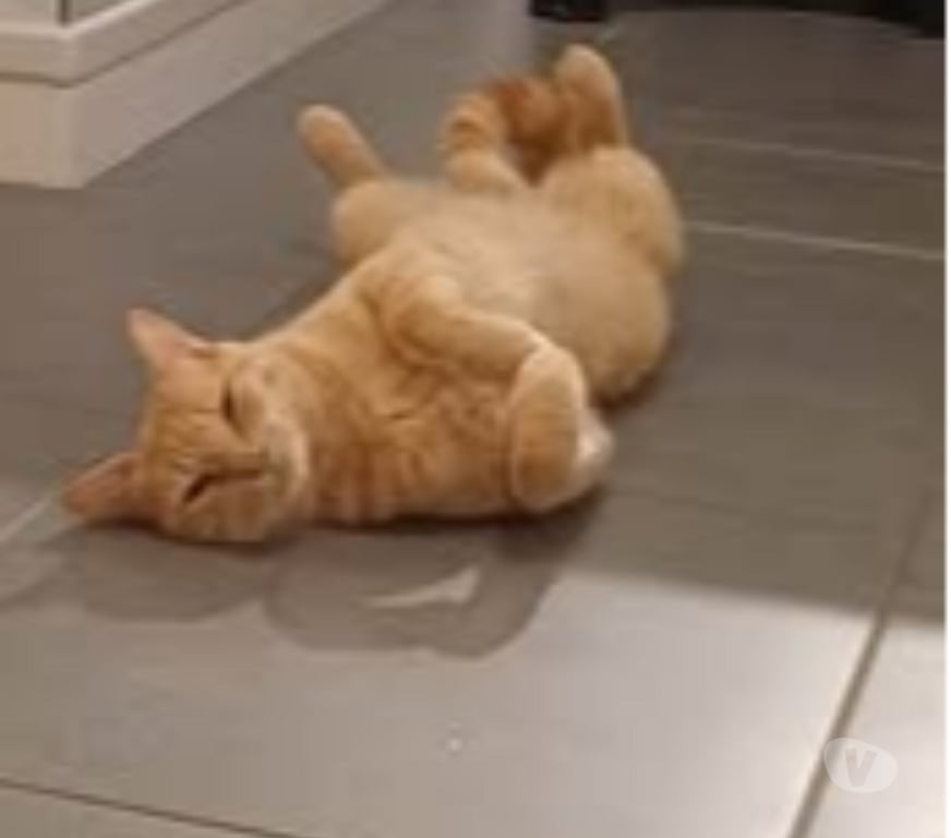 Don animaux Drôme Chateauneuf sur Isere - 26300 - Photos Vivastreet Chat CARAMEL à l adoption