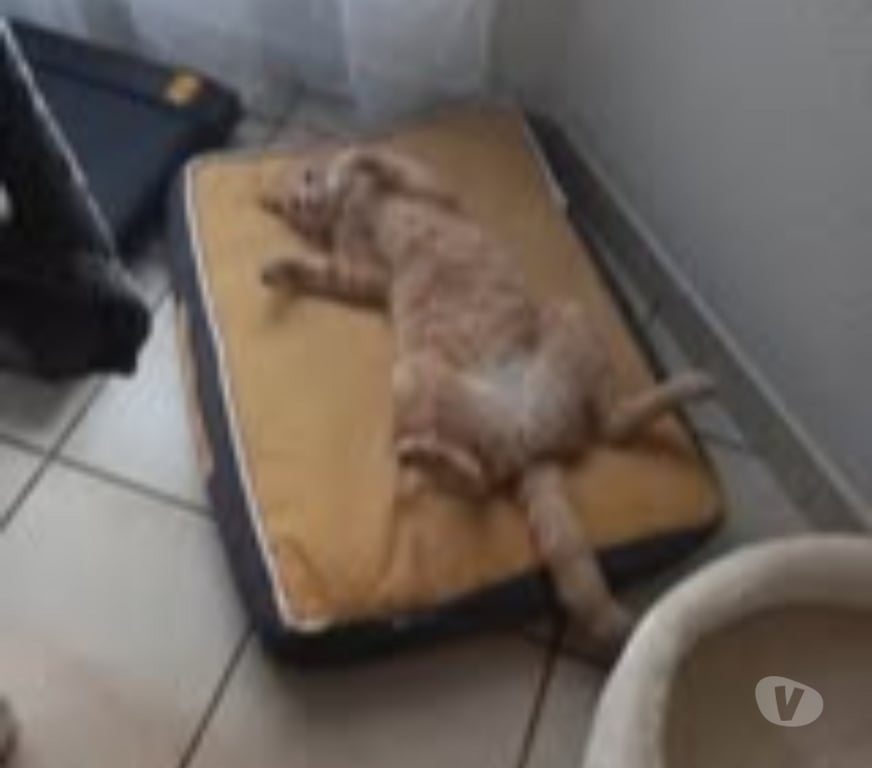 Don animaux Drôme Chateauneuf sur Isere - 26300 - Photos Vivastreet Chat CARAMEL à l adoption