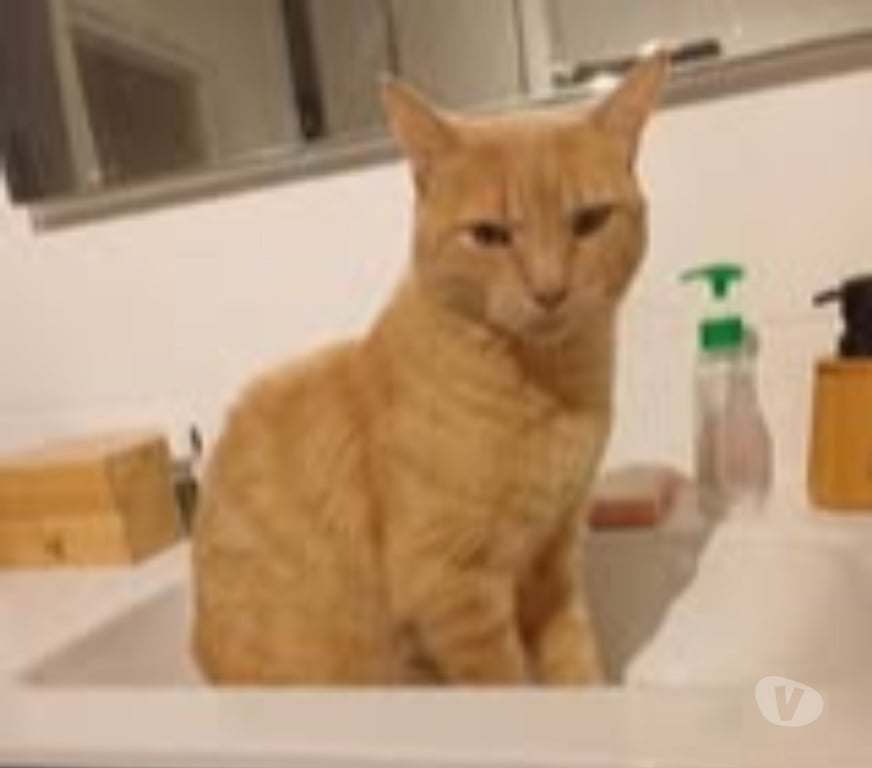 Don animaux Drôme Chateauneuf sur Isere - 26300 - Photos Vivastreet Chat CARAMEL à l adoption