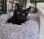 Puy St Martin - Drôme — Chat AROBASE à l adoption