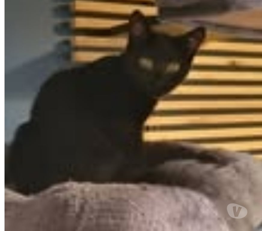 Don animaux Drôme Puy St Martin - 26450 - Photos Vivastreet Chat AROBASE à l adoption