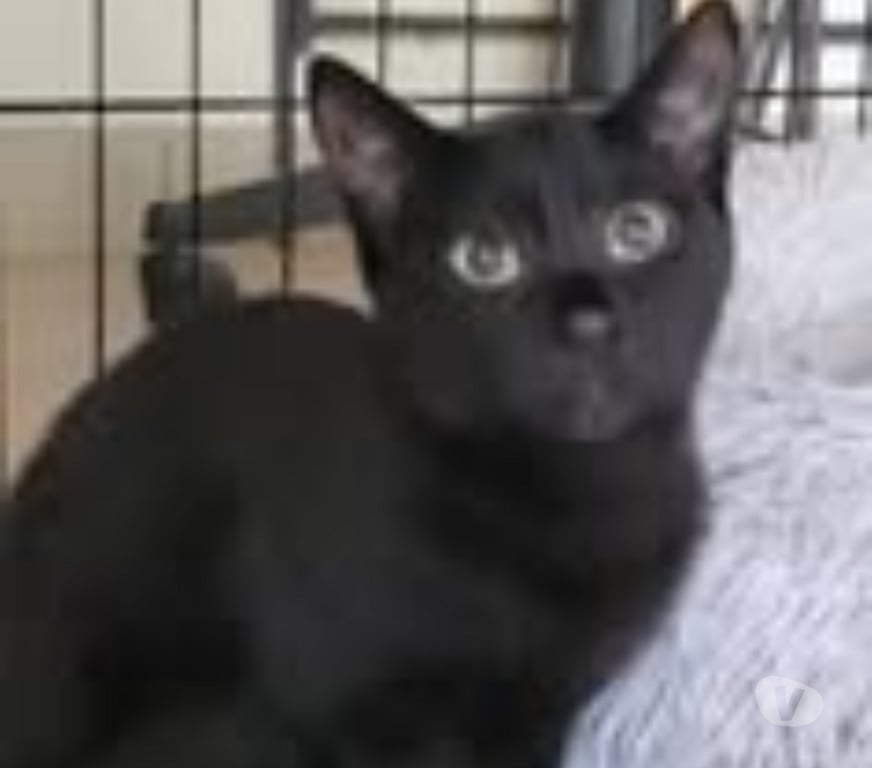 Don animaux Drôme Puy St Martin - 26450 - Photos Vivastreet Chat AROBASE à l adoption