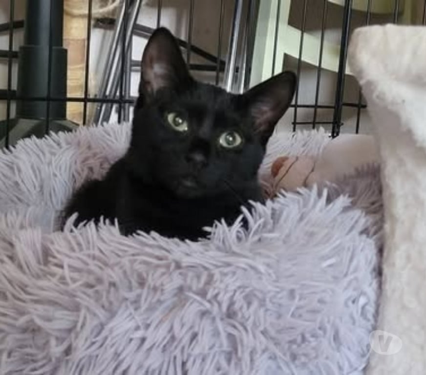 Don animaux Drôme Puy St Martin - 26450 - Photos Vivastreet Chat AROBASE à l adoption