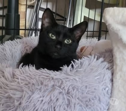 Don animaux Puy St Martin Drôme - Photos Vivastreet Chat AROBASE à l adoption