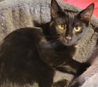 Puy St Martin - Drôme — Chat LEXA à l adoption